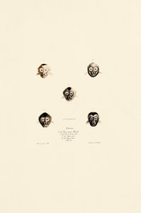 Porównanie twarzy różnych gatunków małp autorstwa Jacques Christophe Werner