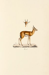 Dorcas Gazelle autorstwa Jacques Christophe Werner