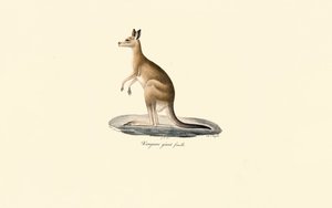 Kangur wschodni szary (samica) autorstwa Jacques Christophe Werner