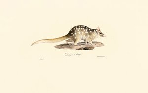  autorstwa Jacques Christophe Werner