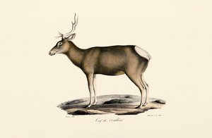 Łoś - Mężczyzna autorstwa Jacques Christophe Werner