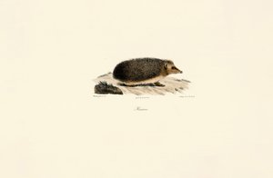  autorstwa Jacques Christophe Werner