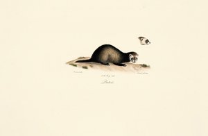  autorstwa Jacques Christophe Werner