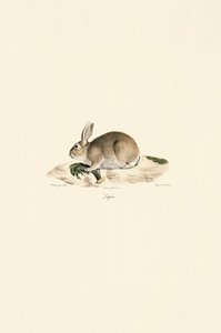  autorstwa Jacques Christophe Werner