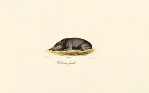 Kobieta Babirusa autorstwa Jacques Christophe Werner