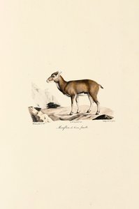  autorstwa Jacques Christophe Werner