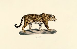 Kobieta Jaguar autorstwa Jacques Christophe Werner