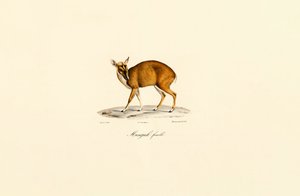 Samica Muntjac autorstwa Jacques Christophe Werner