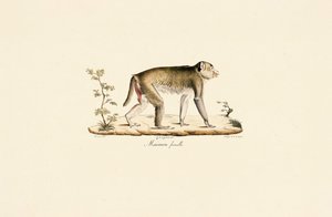  autorstwa Jacques Christophe Werner
