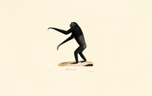 Kobieta Siamang autorstwa Jacques Christophe Werner