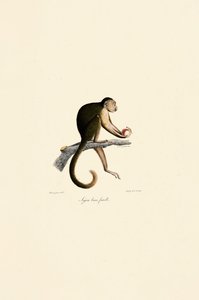  autorstwa Jacques Christophe Werner