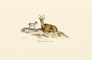  autorstwa Jacques Christophe Werner