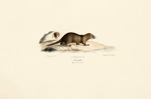  autorstwa Jacques Christophe Werner