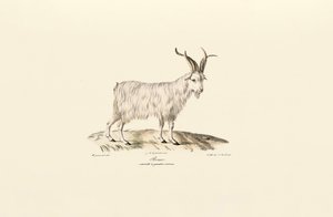 Czterorożna koza domowa autorstwa Jacques Christophe Werner