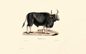  autorstwa Jacques Christophe Werner