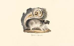 Wiewiórka ziemna złotogłowa autorstwa Jacques Christophe Werner