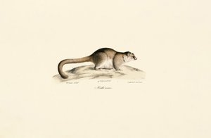  autorstwa Jacques Christophe Werner