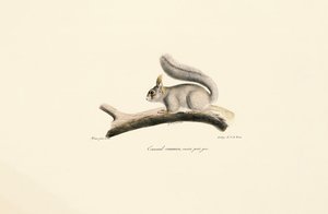  autorstwa Jacques Christophe Werner