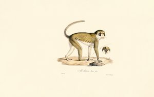  autorstwa Jacques Christophe Werner
