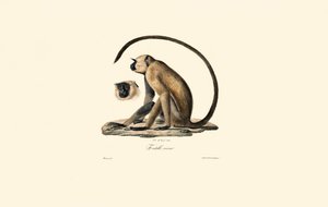  autorstwa Jacques Christophe Werner