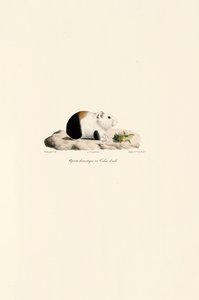 autorstwa Jacques Christophe Werner