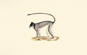 Hanuman Langur autorstwa Jacques Christophe Werner
