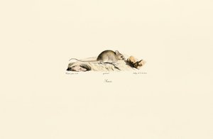  autorstwa Jacques Christophe Werner