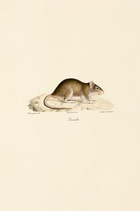 autorstwa Jacques Christophe Werner