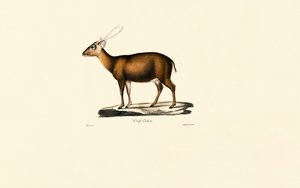 Indian Muntjac (Cerf Cochon) autorstwa Jacques Christophe Werner