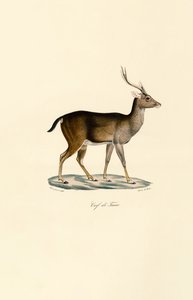 Javan Rusa autorstwa Jacques Christophe Werner