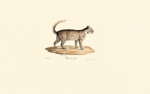 Kot lamparci (Prionailurus bengalensis) autorstwa Jacques Christophe Werner
