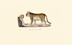  autorstwa Jacques Christophe Werner