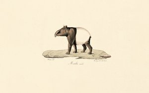 Tapir malajski autorstwa Jacques Christophe Werner