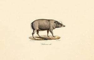 Mężczyzna Babirusa autorstwa Jacques Christophe Werner