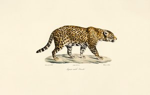 Mężczyzna Jaguar autorstwa Jacques Christophe Werner