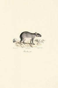 Samiec Spotted Paca autorstwa Jacques Christophe Werner