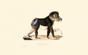 Mandrill autorstwa Jacques Christophe Werner