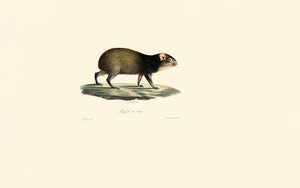  autorstwa Jacques Christophe Werner