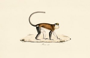 Mona Monkey autorstwa Jacques Christophe Werner