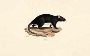 Piżmak autorstwa Jacques Christophe Werner