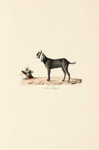  autorstwa Jacques Christophe Werner
