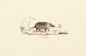 Pancernik dziewięciopasmowy autorstwa Jacques Christophe Werner