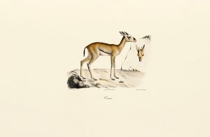  autorstwa Jacques Christophe Werner