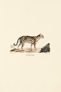 Ocelot, samica autorstwa Jacques Christophe Werner