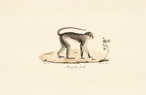  autorstwa Jacques Christophe Werner