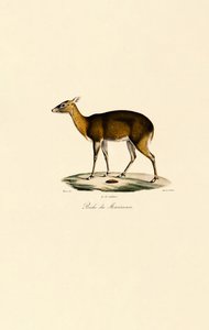 Filipiński jeleń plamisty (Visayan Spotted Deer) autorstwa Jacques Christophe Werner