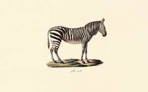 Zebra równinna, samica autorstwa Jacques Christophe Werner