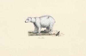 Niedźwiedź polarny autorstwa Jacques Christophe Werner