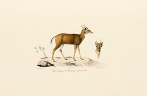  autorstwa Jacques Christophe Werner