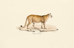 Puma, samica autorstwa Jacques Christophe Werner
